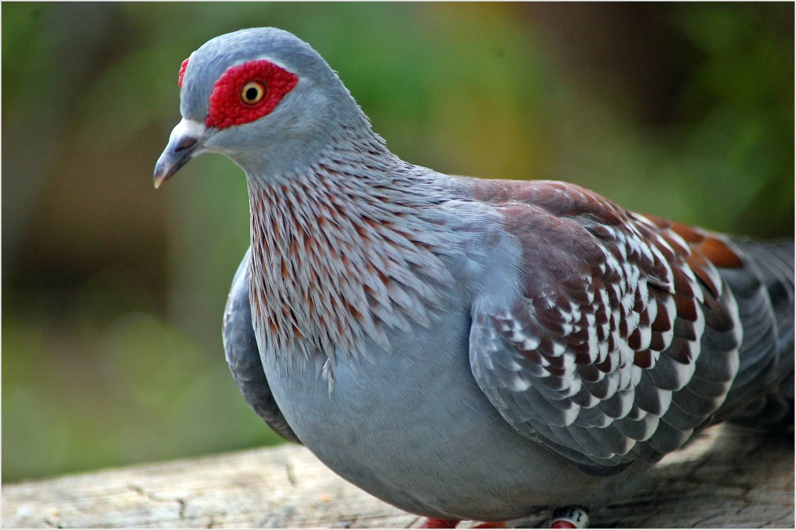 Speckled Pigeon