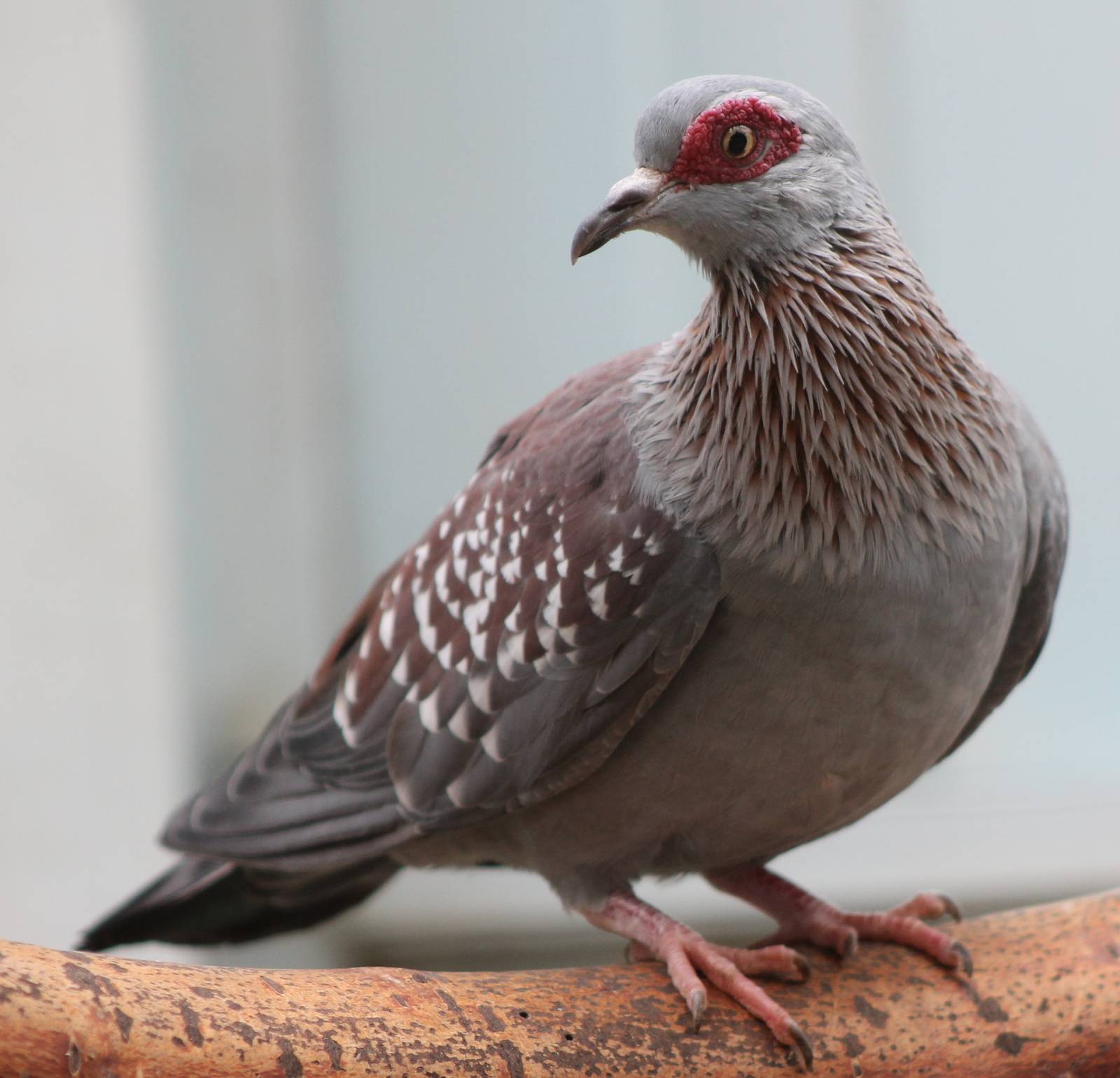 Speckled pigeon