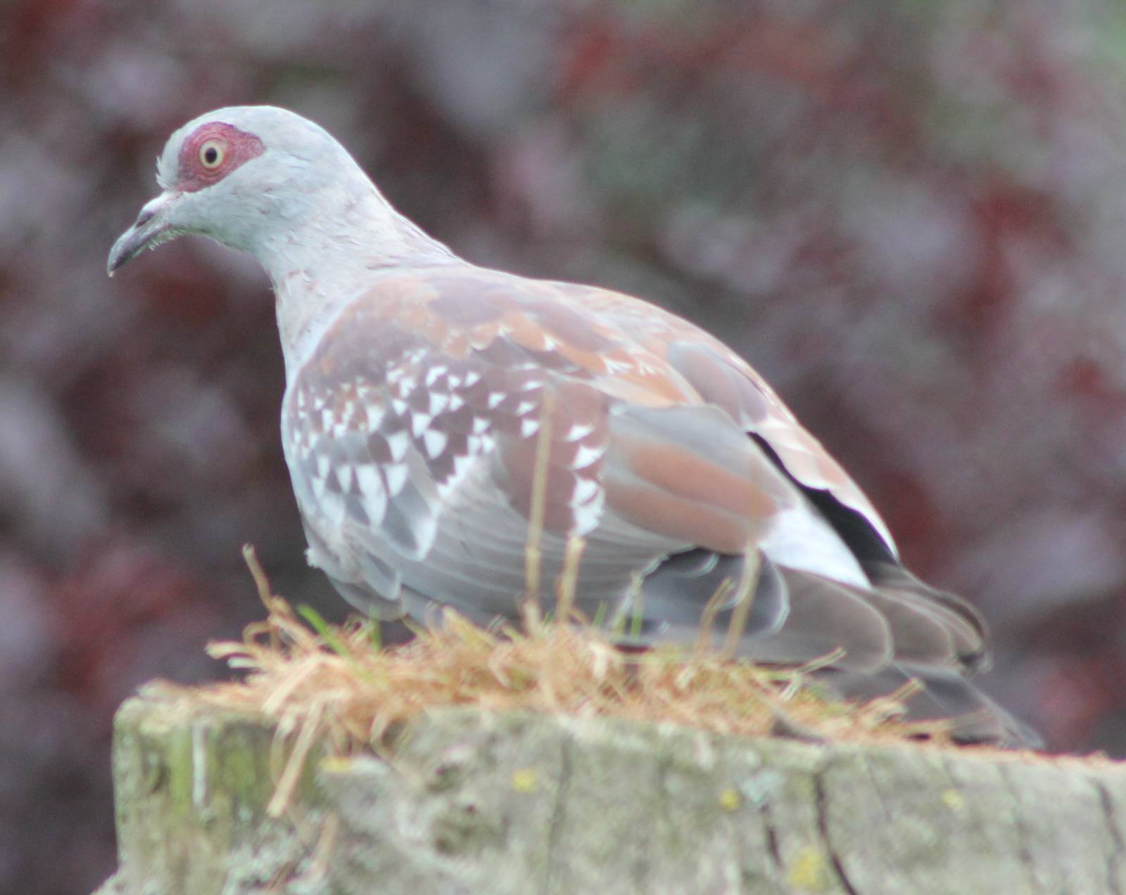 Speckled pigeon