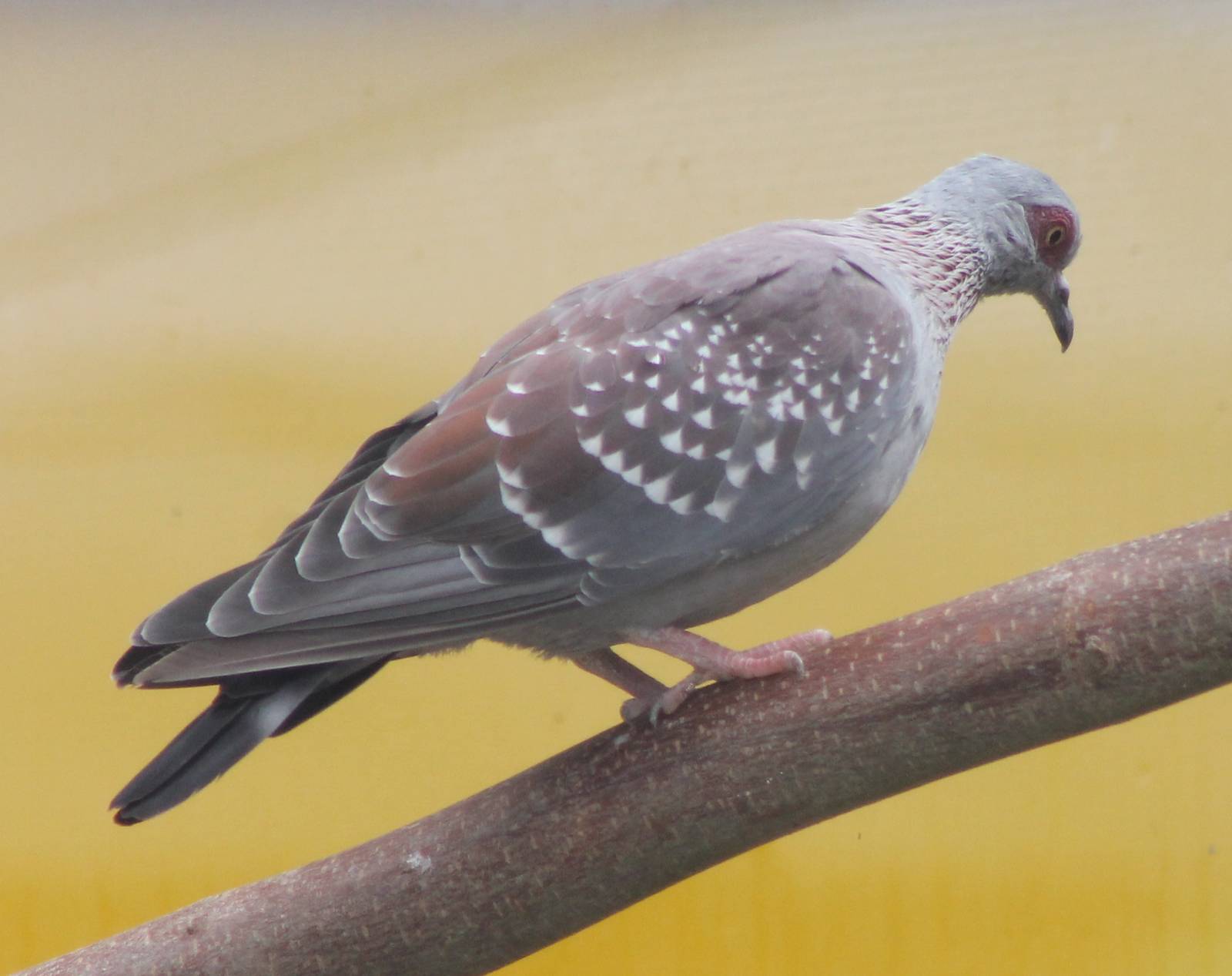 Speckled pigeon