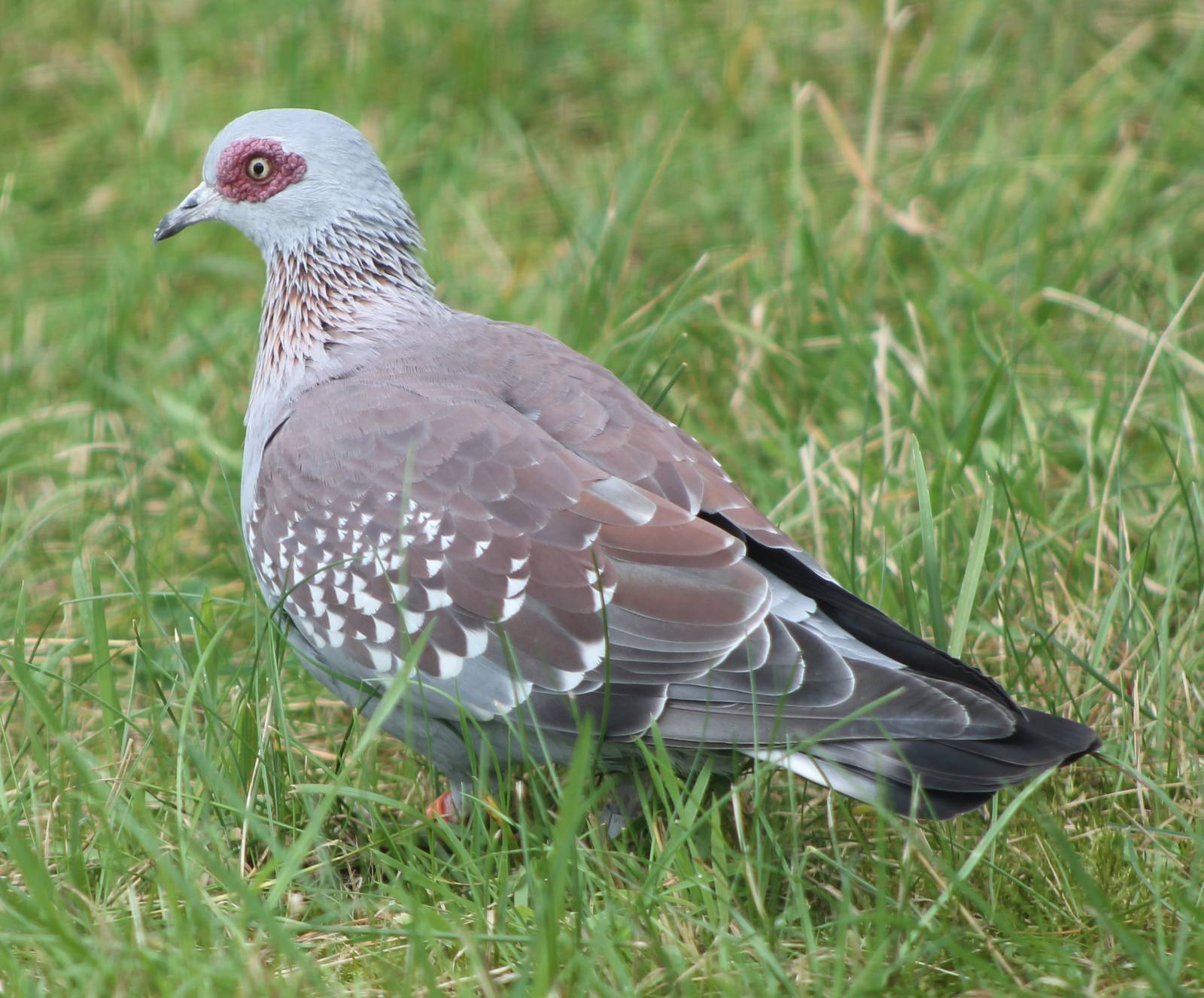 Speckled pigeon