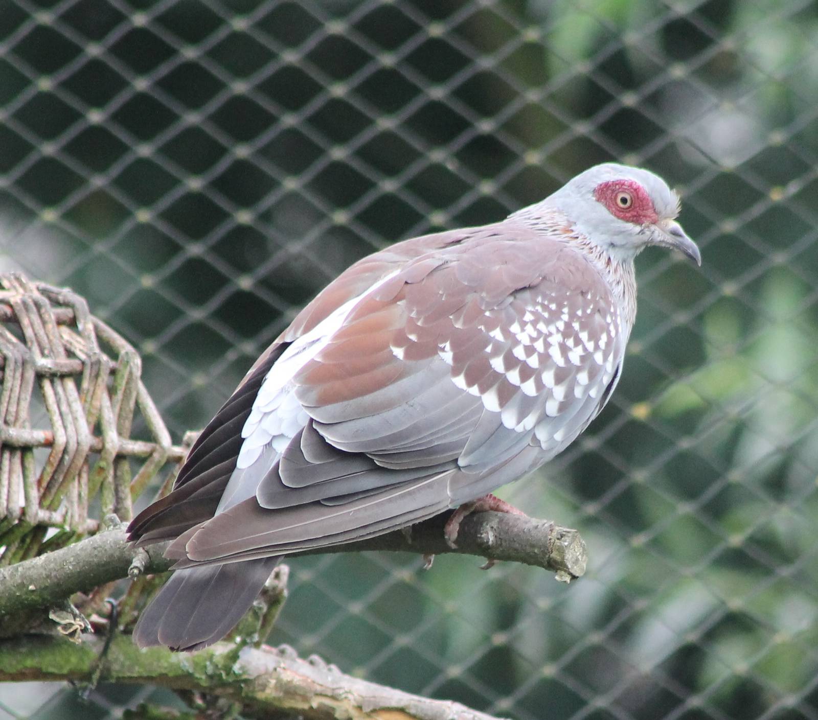 Speckled pigeon