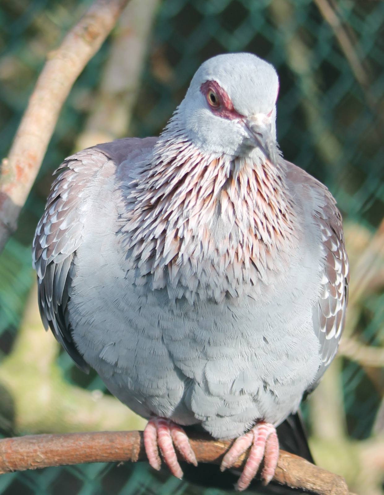 Speckled pigeon