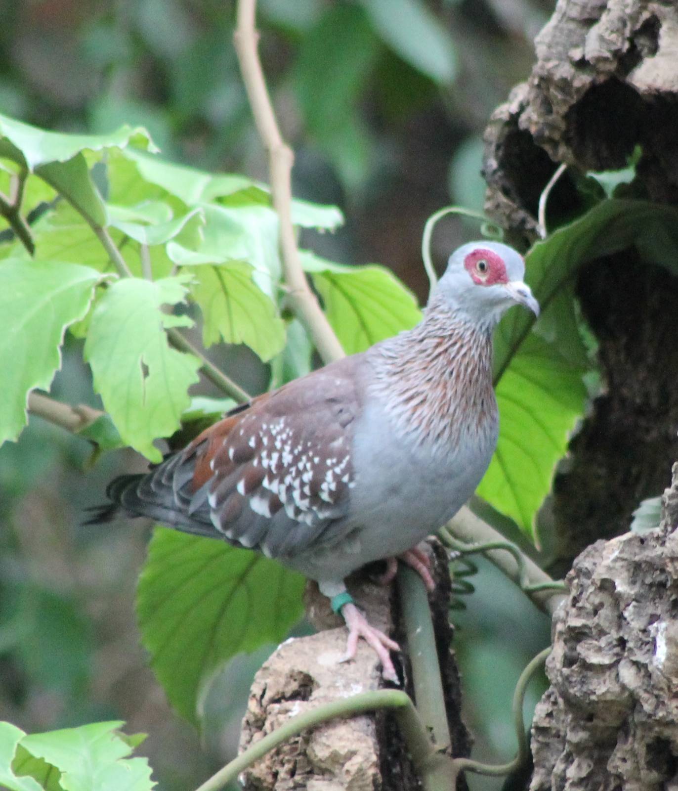 Speckled pigeon