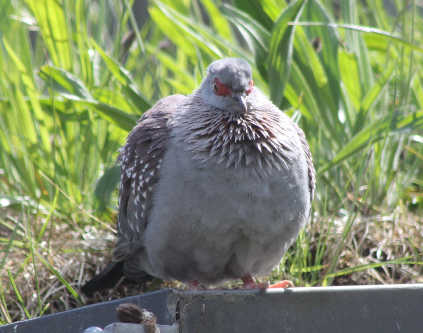 Speckled pigeon