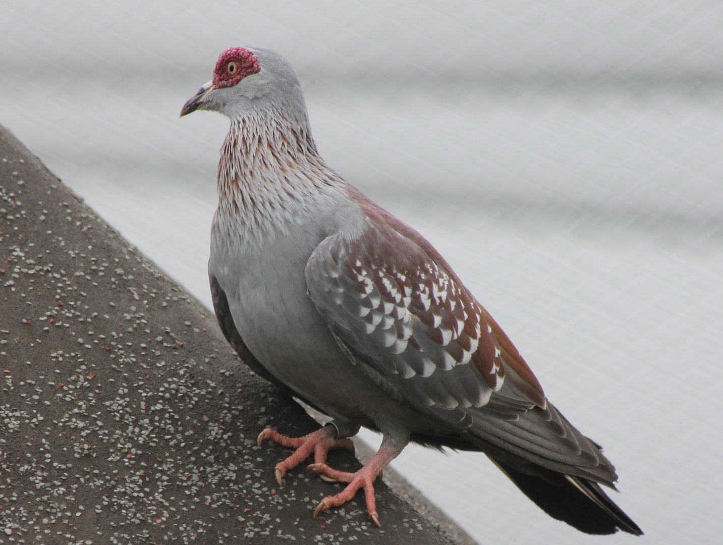 Speckled pigeon