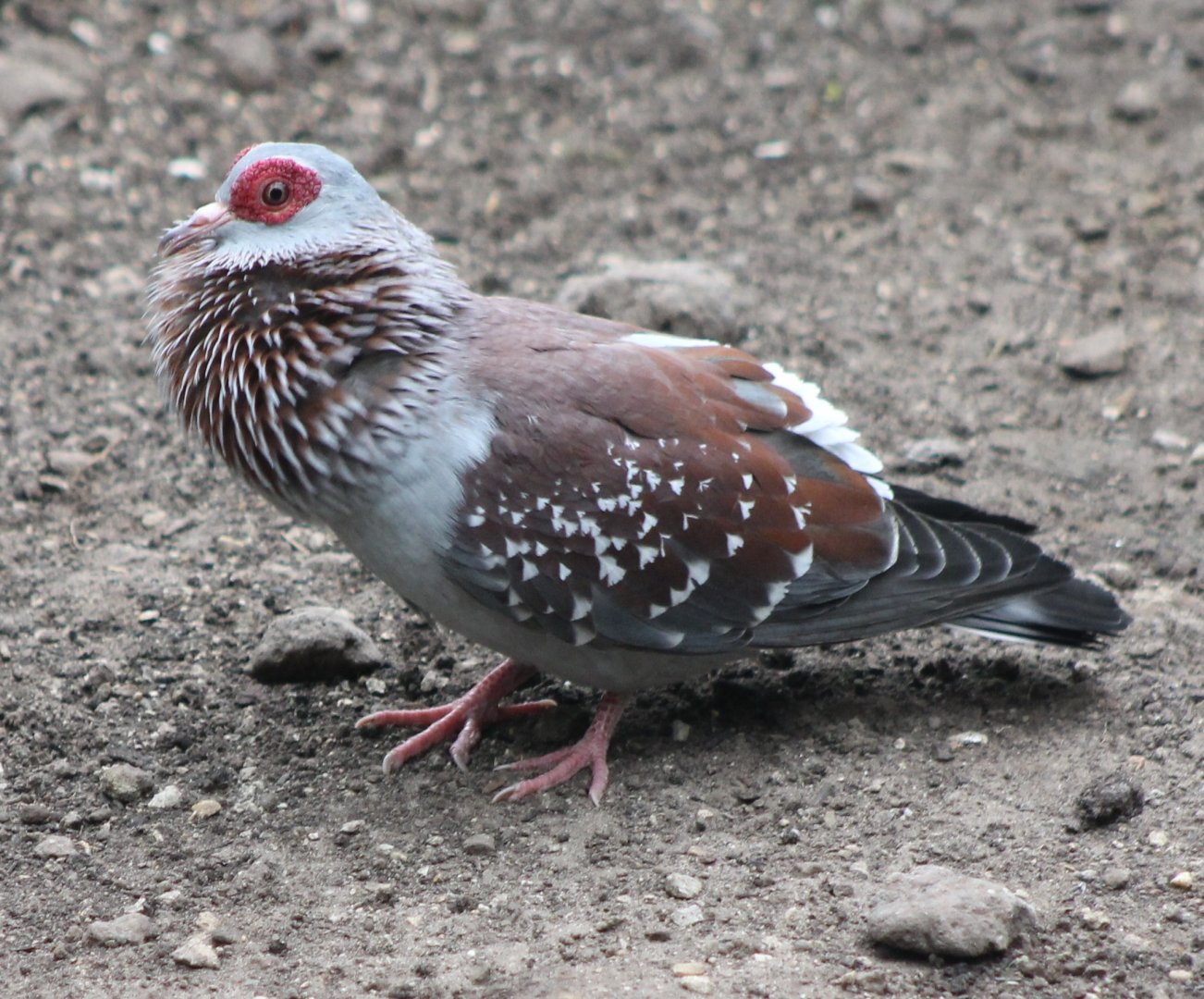 Speckled pigeon