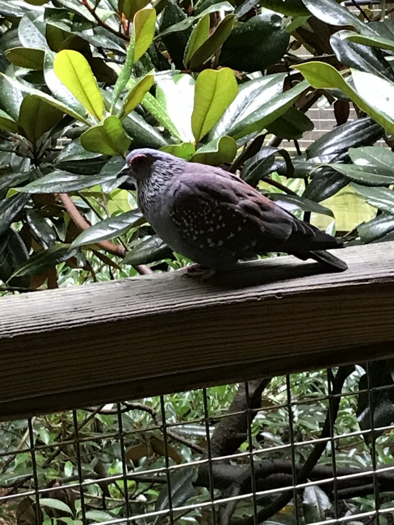 Speckled pigeon