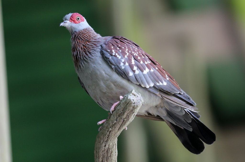 Speckled Pigeon