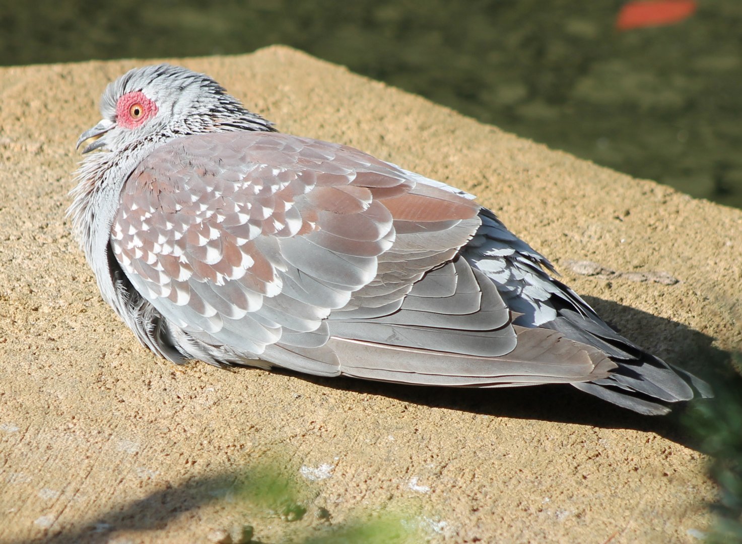 Speckled pigeon