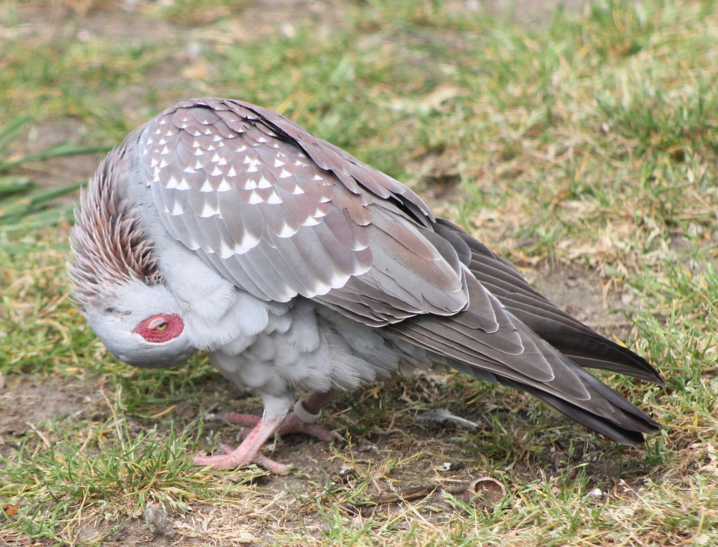Speckled pigeon