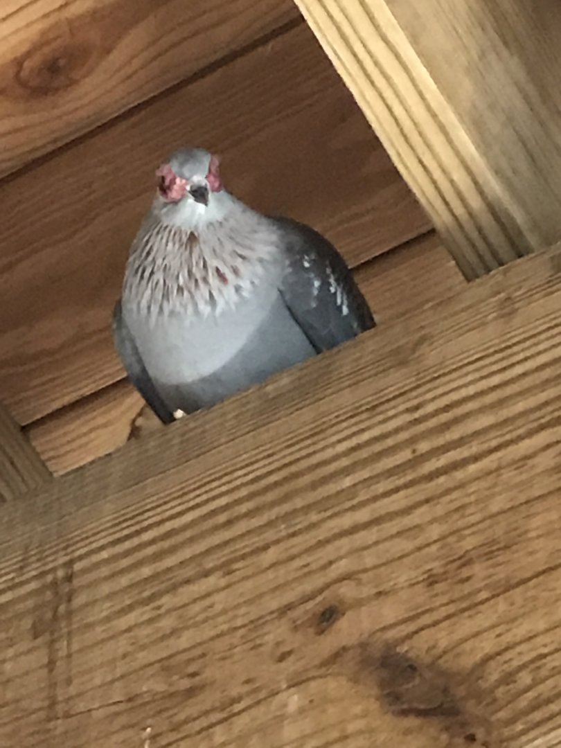 Speckled pigeon