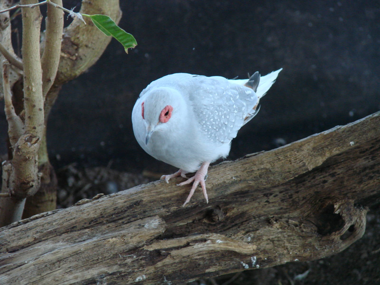 Speckled Pigeon