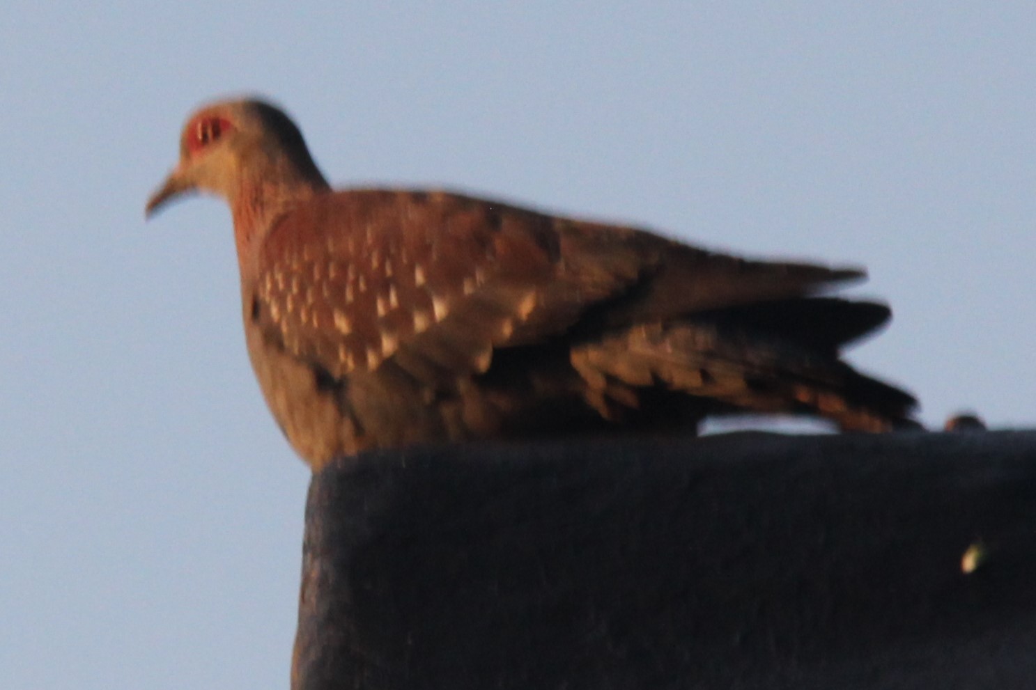 Speckled pigeon