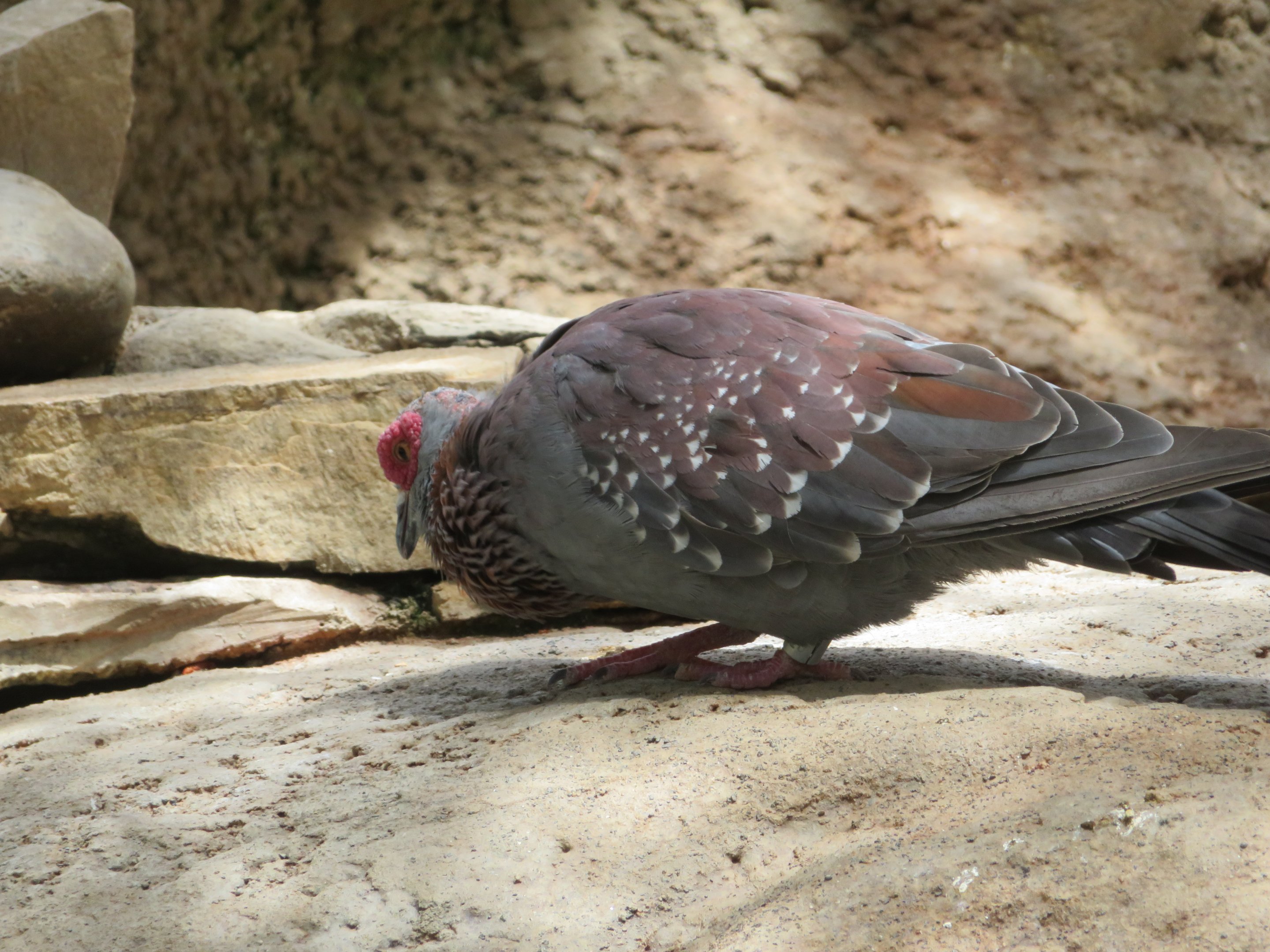 Speckled Pigeon