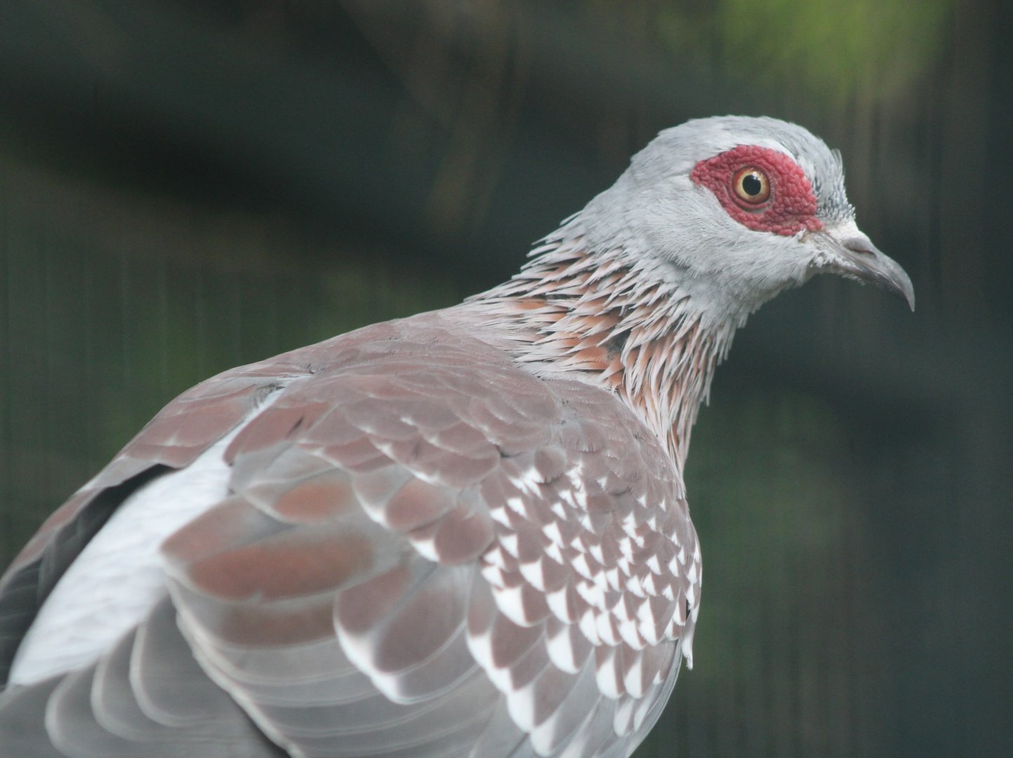 Speckled pigeon