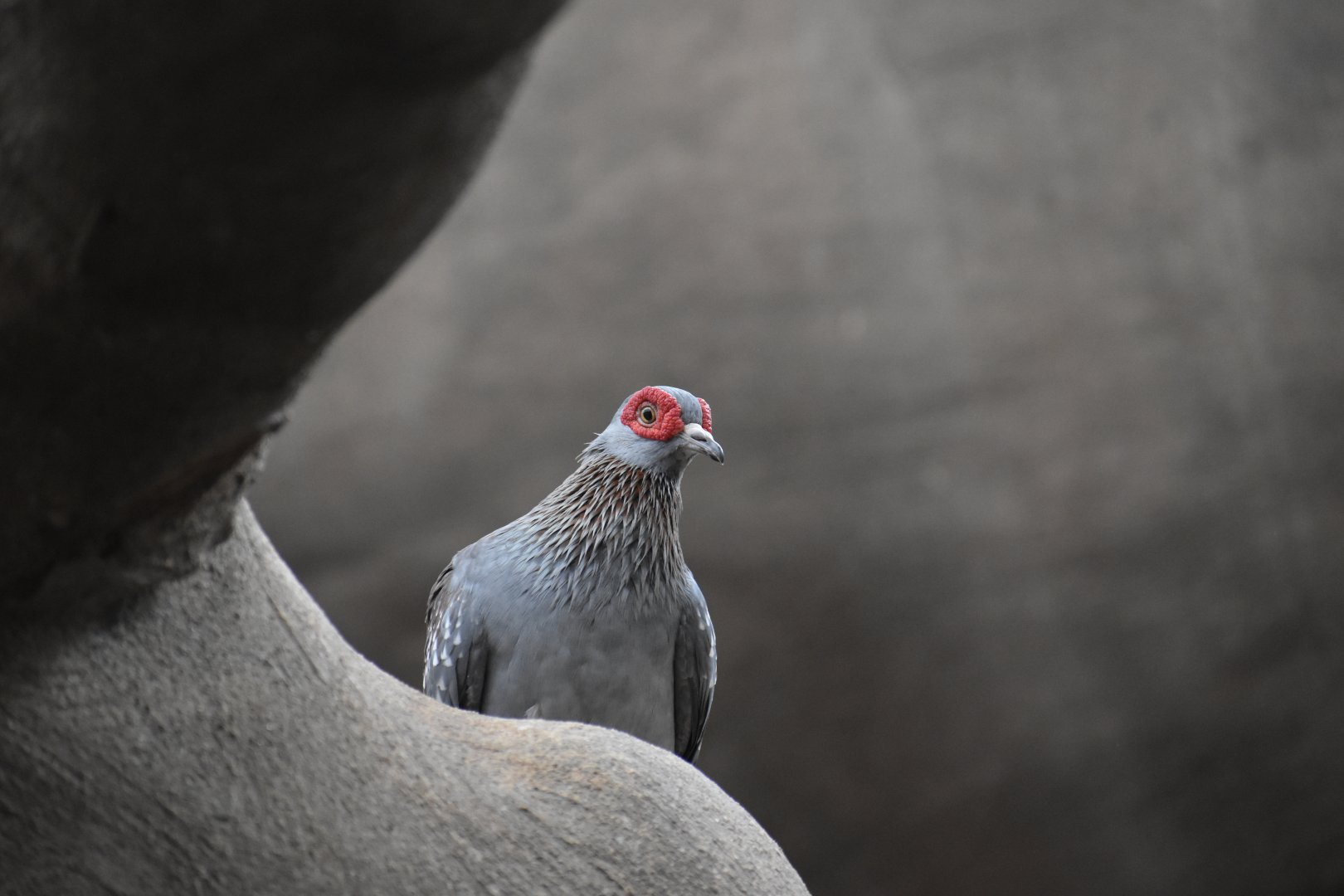 Speckled pigeon
