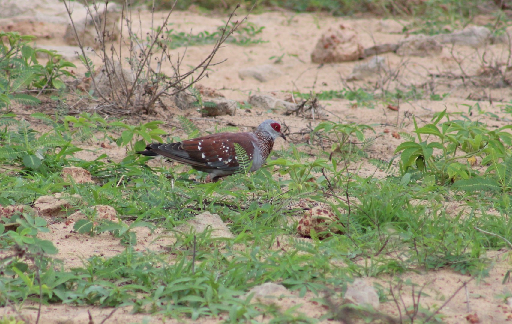 Speckled pigeon