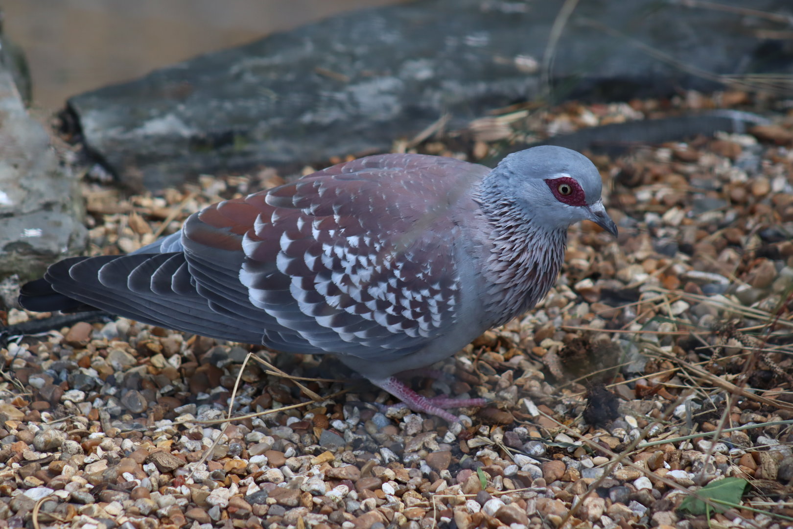 Speckled Pigeon