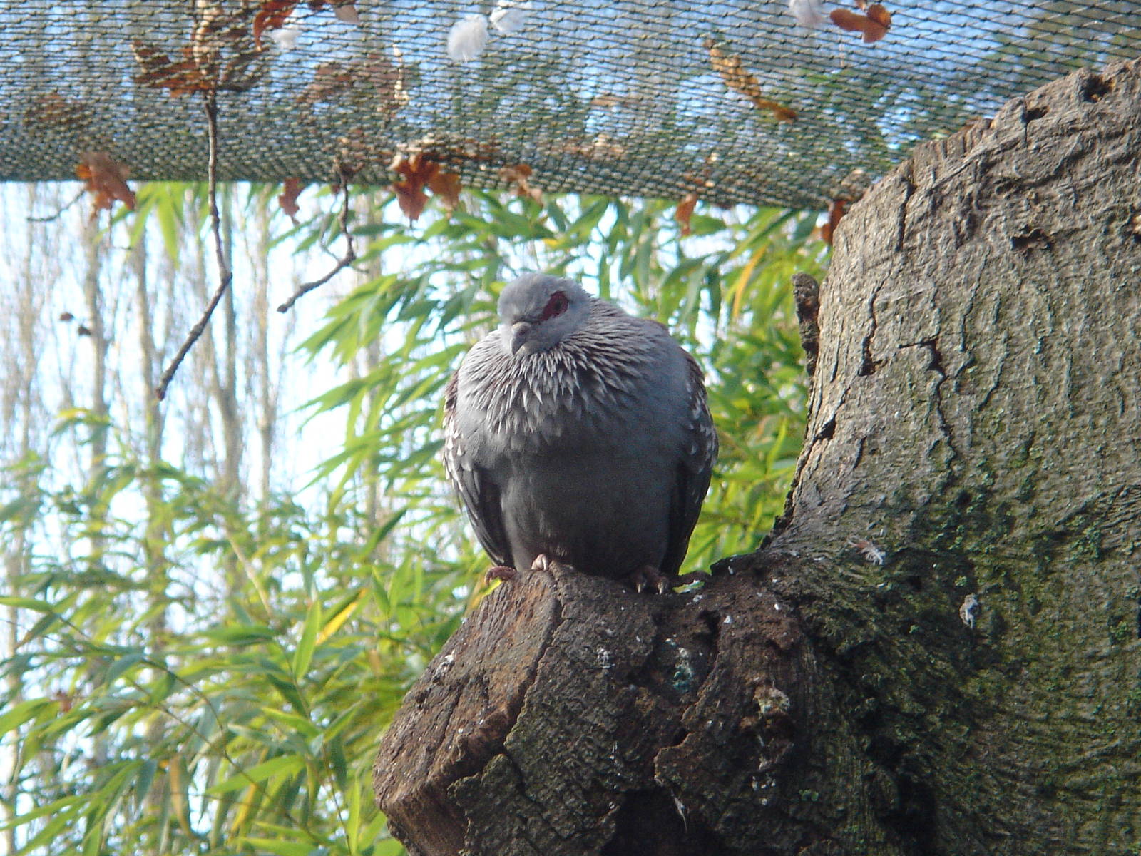 Speckled Pigeon