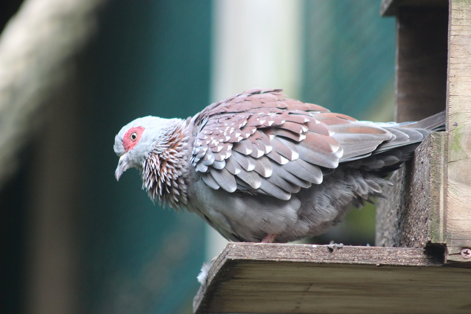 Speckled Pigeon