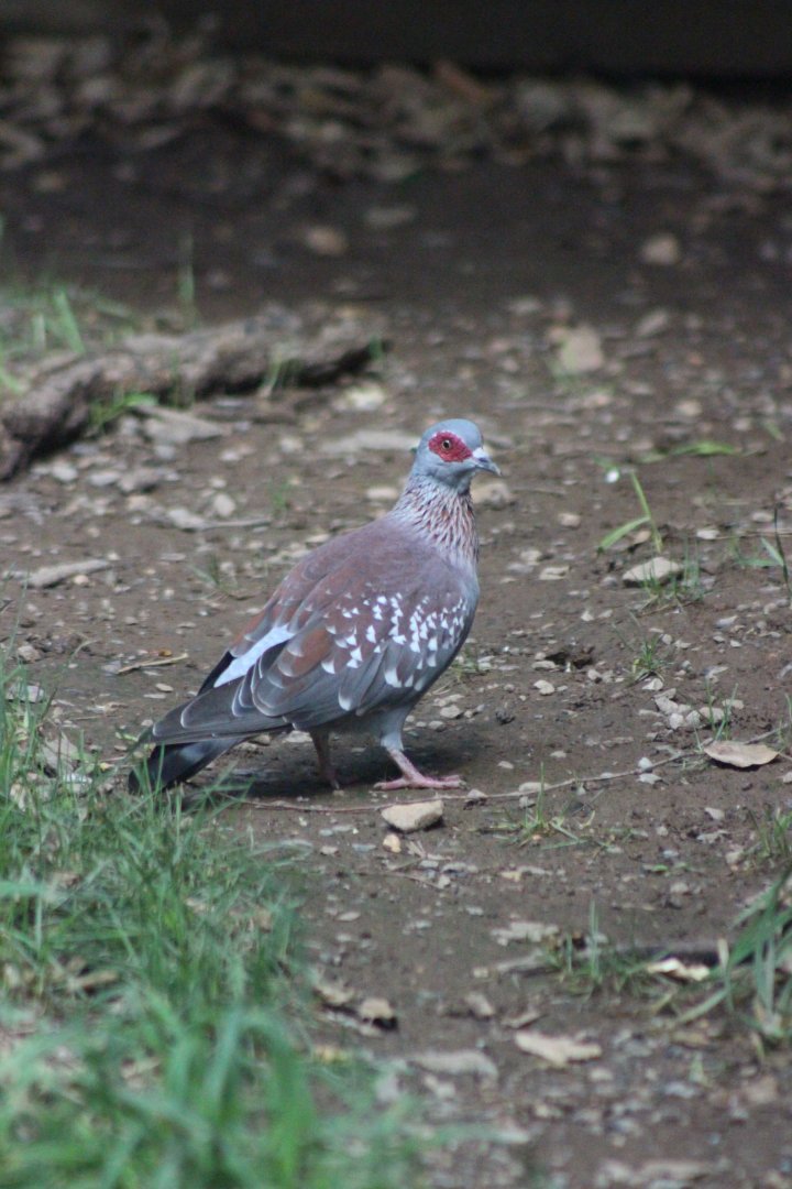 Speckled Pigeon