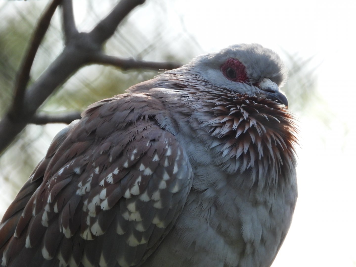 Speckled pigeon