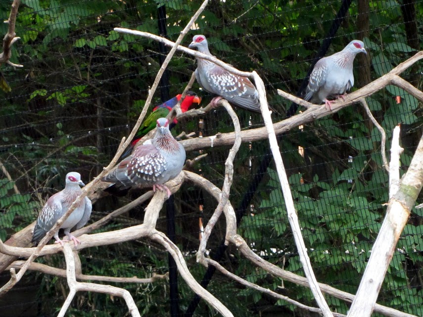 Speckled Pigeons and a Black-capped Lory
