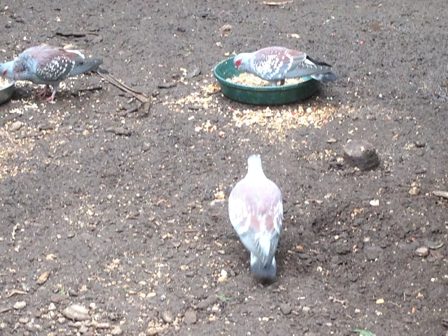 Speckled Pigeons? (ID?)
