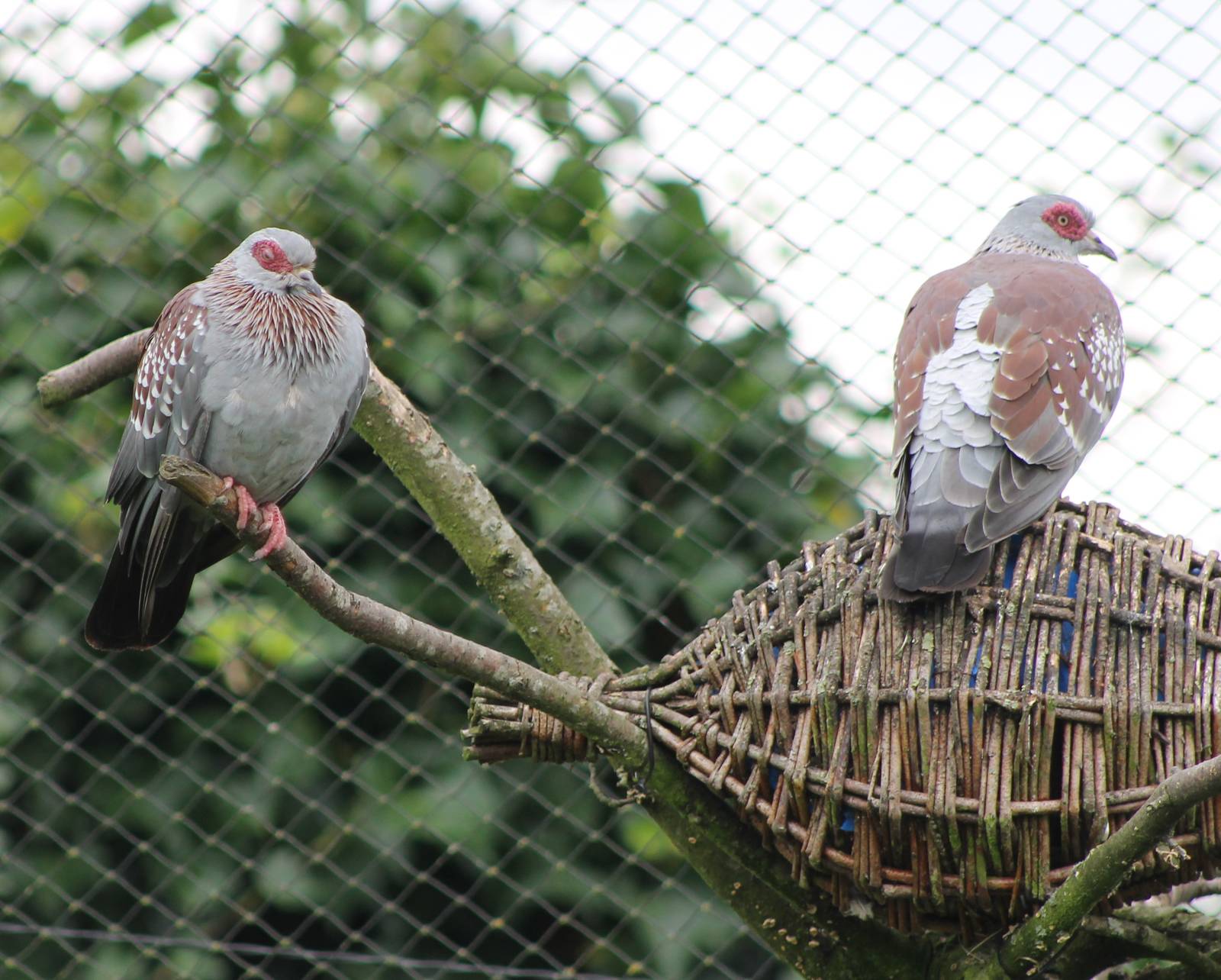 Speckled pigeons