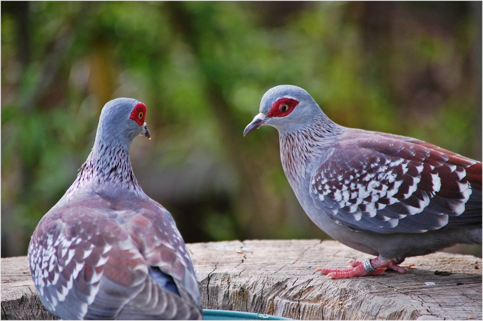 Speckled Pigeons