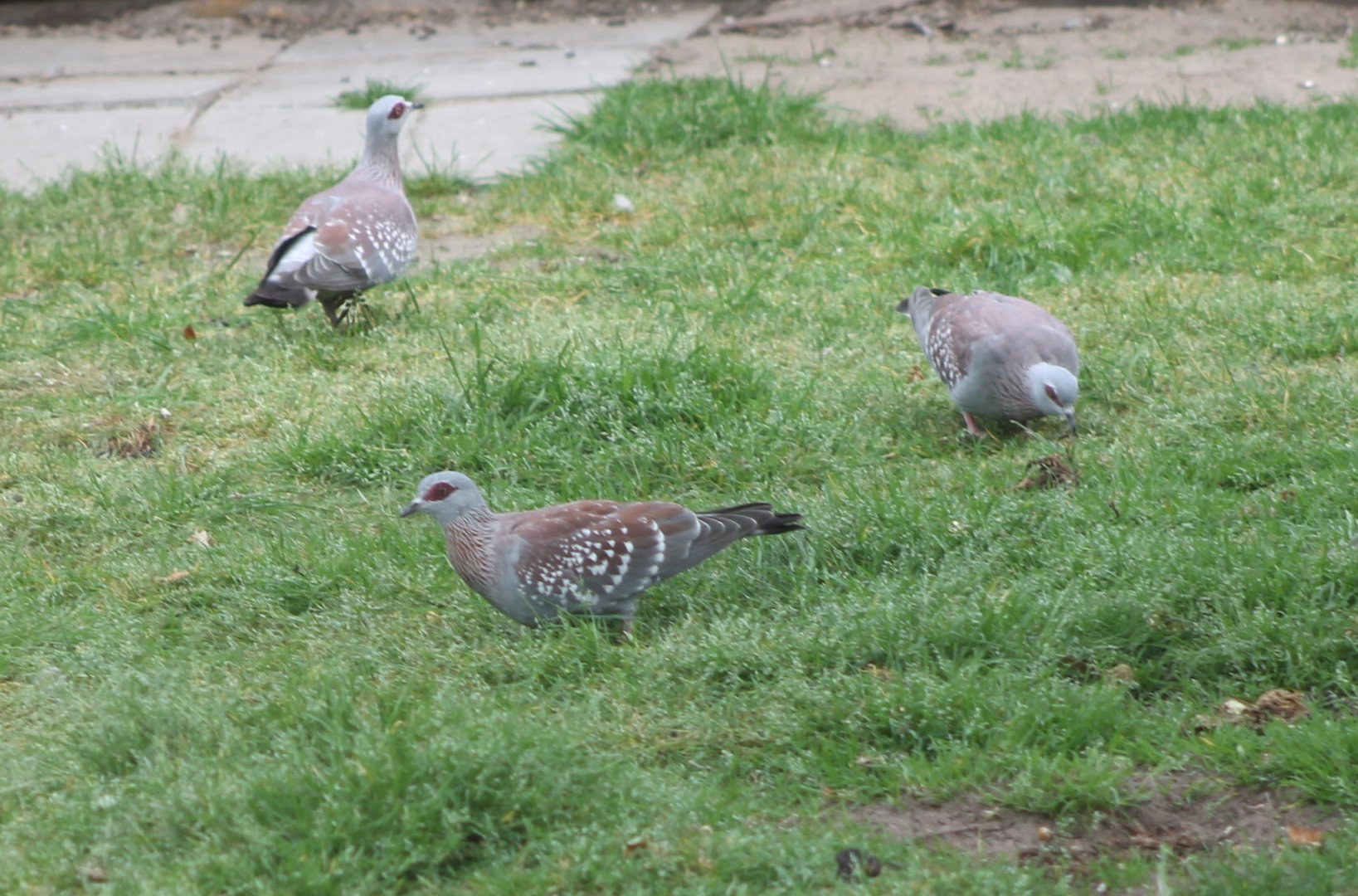 Speckled pigeons