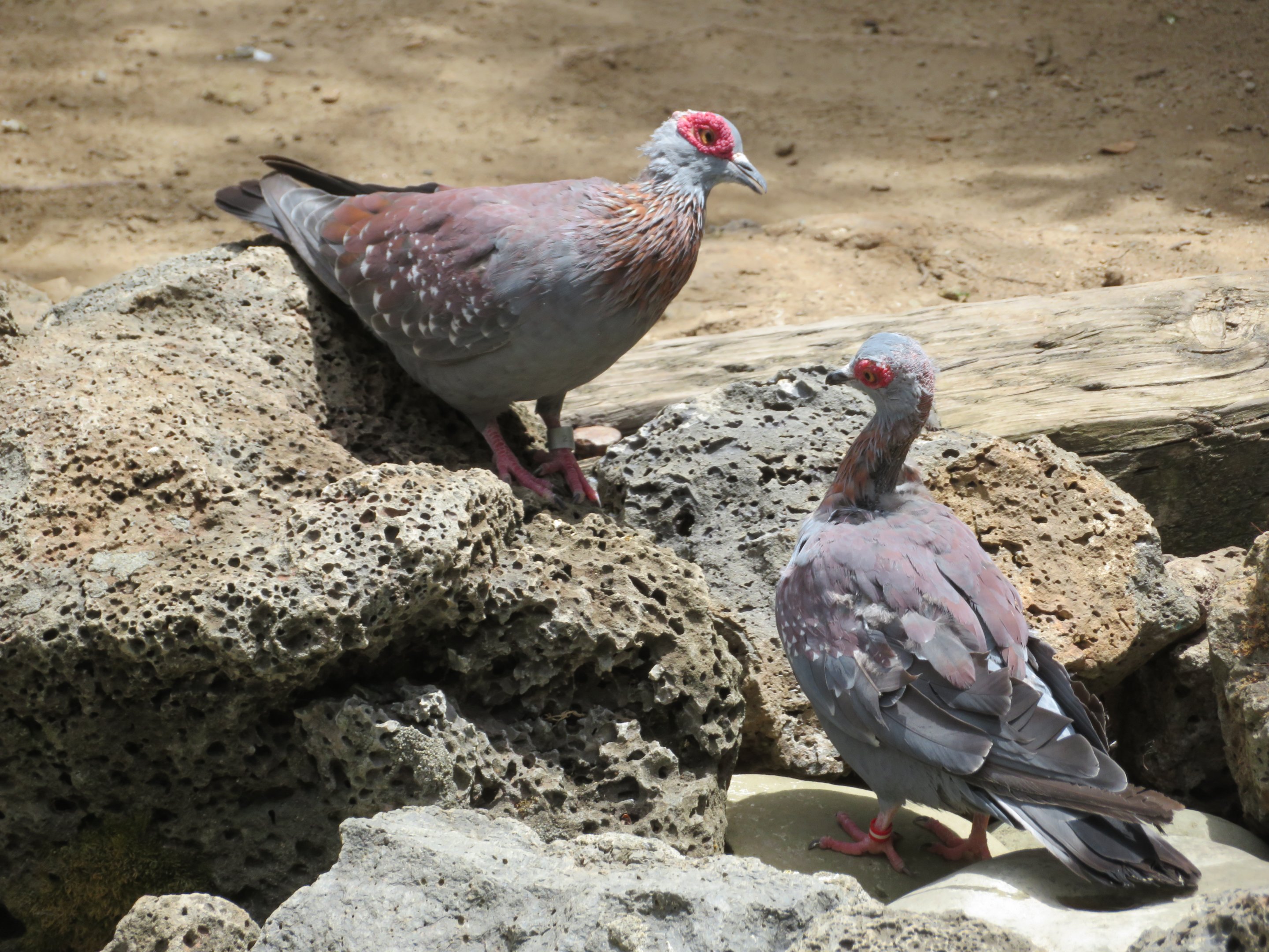 Speckled Pigeons