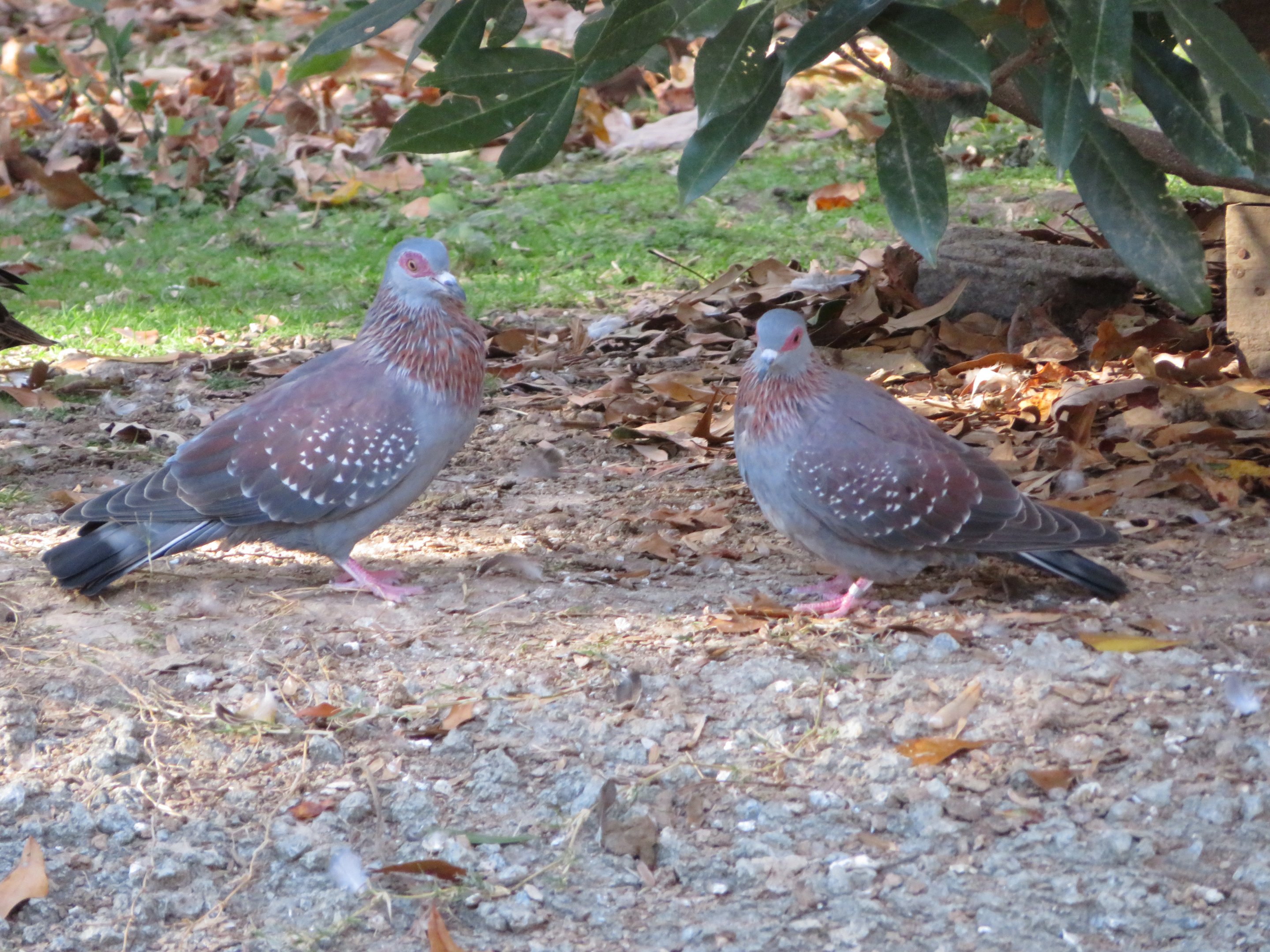 Speckled Pigeons