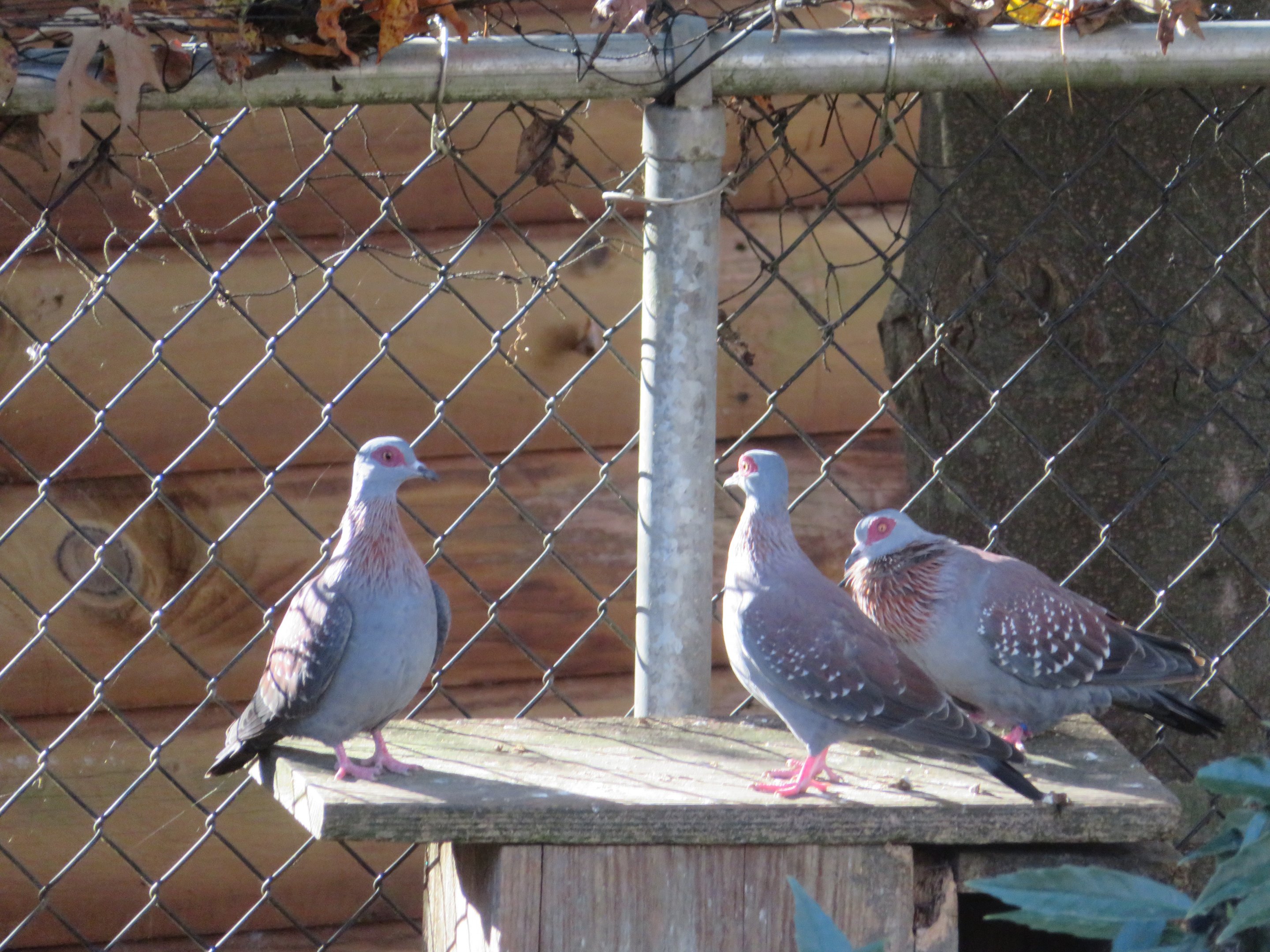 Speckled Pigeons
