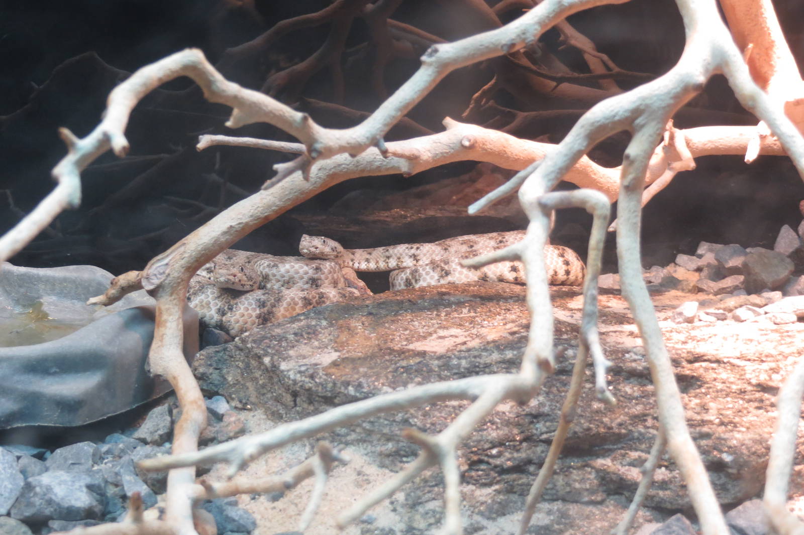 Speckled Rattlesnake 031215
