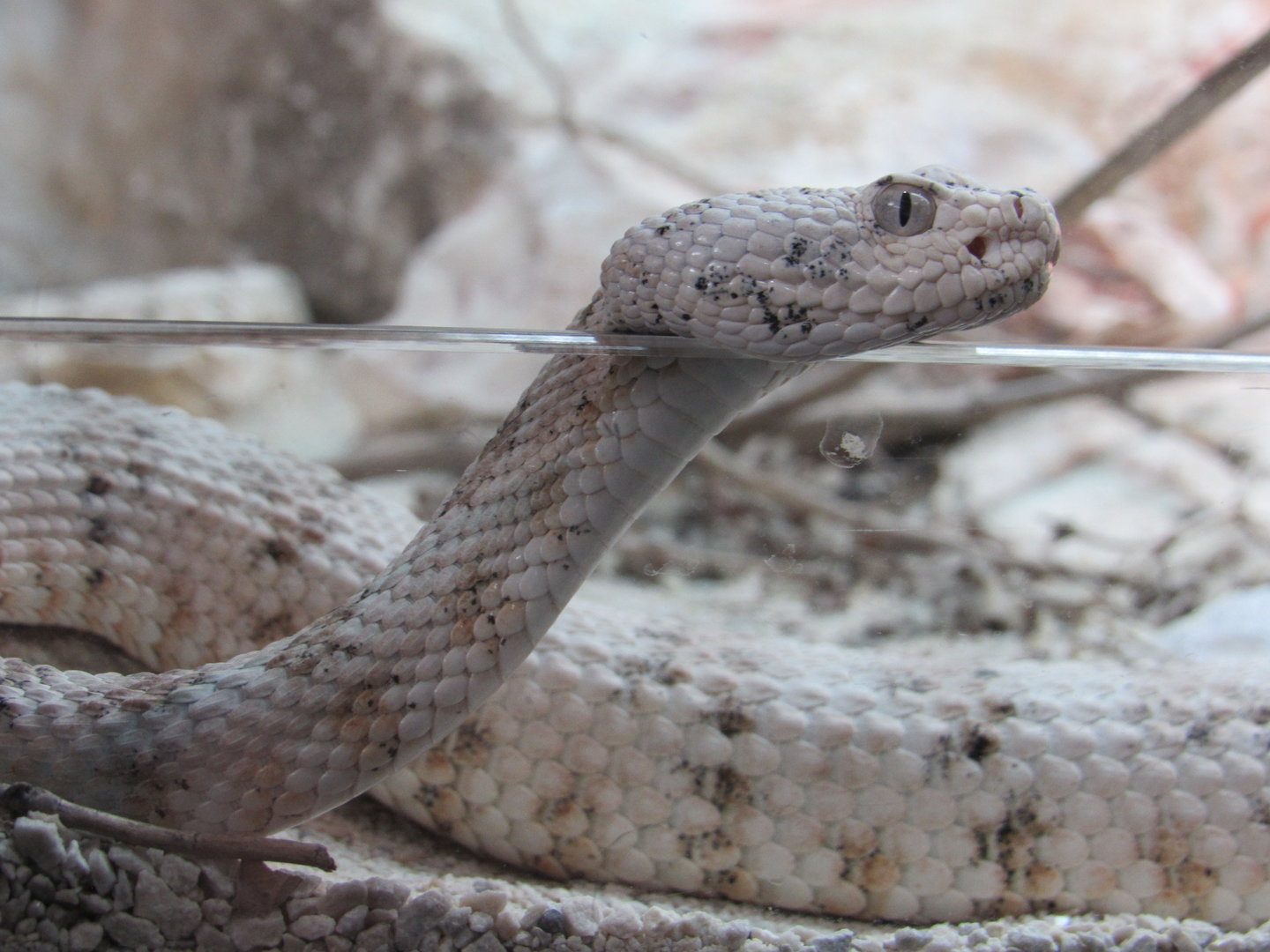 Speckled Rattlesnake - 5/9/23