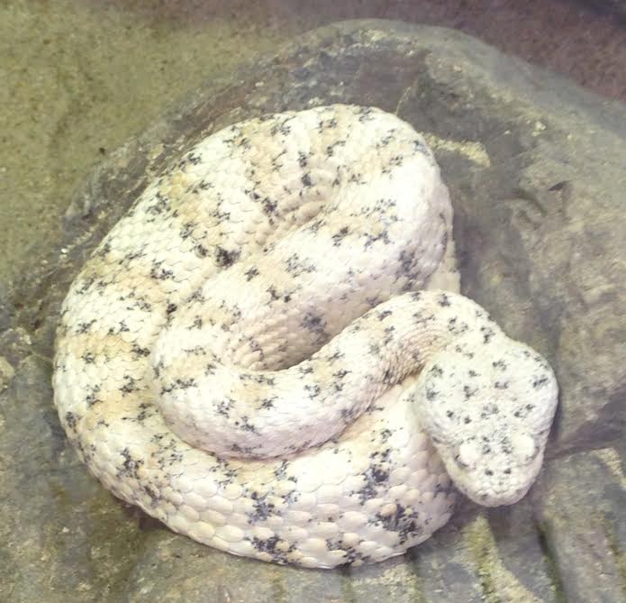 Speckled rattlesnake (Crotalus mitchellii)