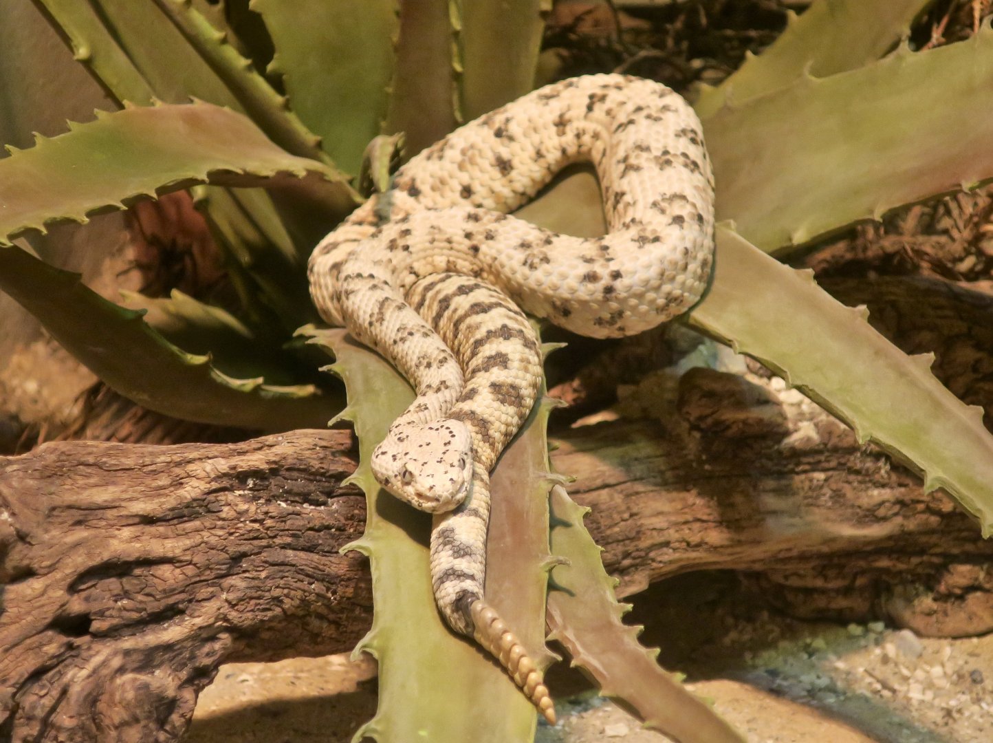 Speckled Rattlesnake (Crotalus mitchellii)