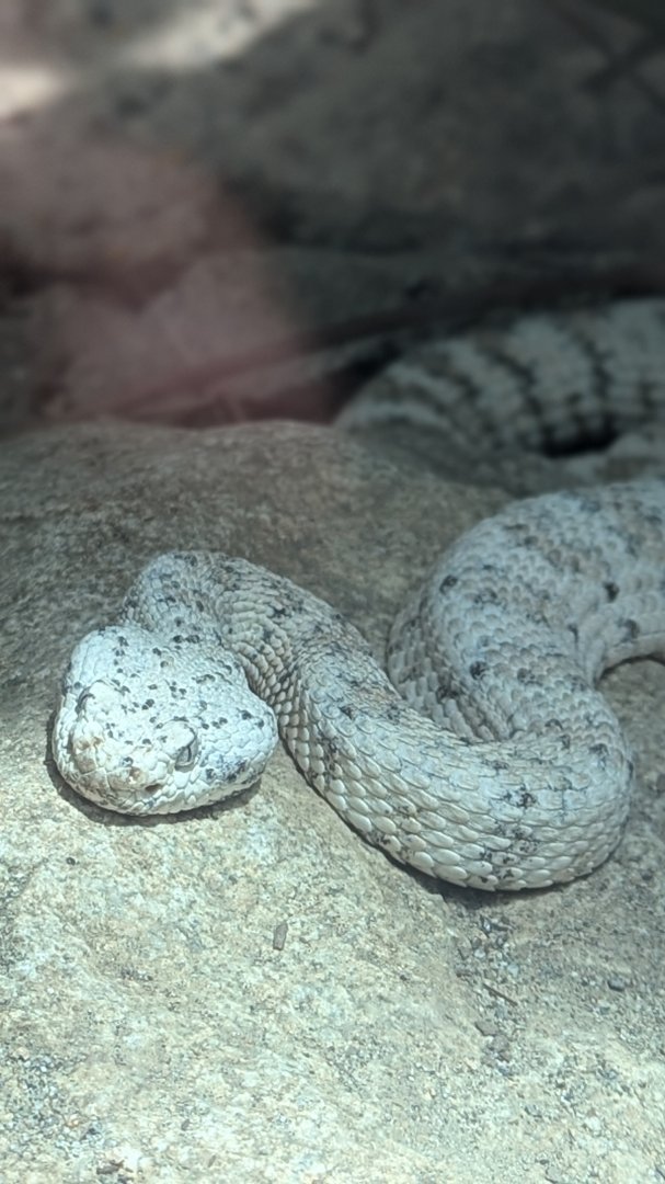 Speckled Rattlesnake (Crotalus mitchellii)