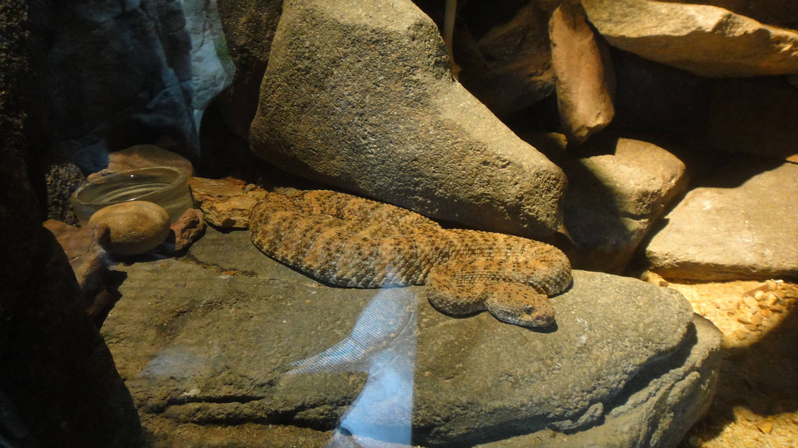 Speckled rattlesnake snake at North Carolina zoo 2015-1-19