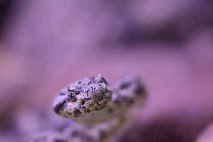 speckled rattlesnake