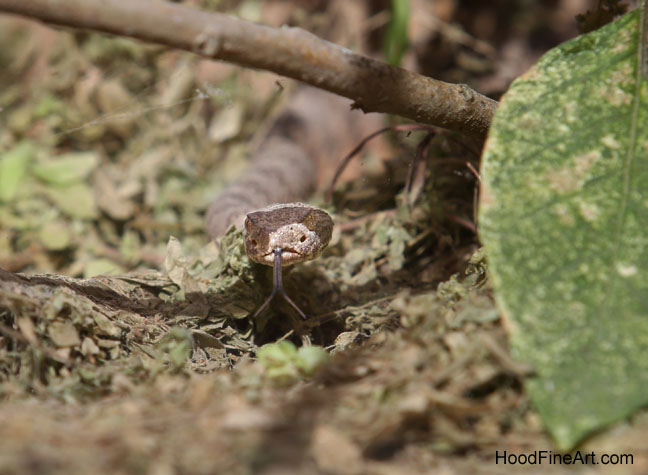 speckled rattlesnake
