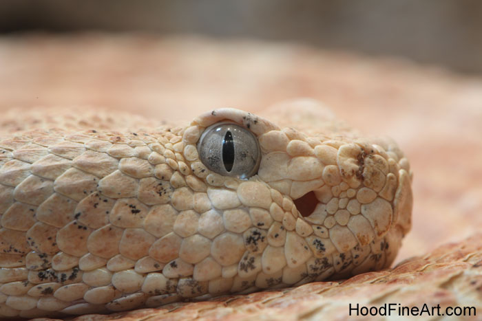 speckled rattlesnake