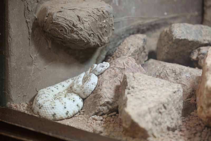 speckled rattlesnake