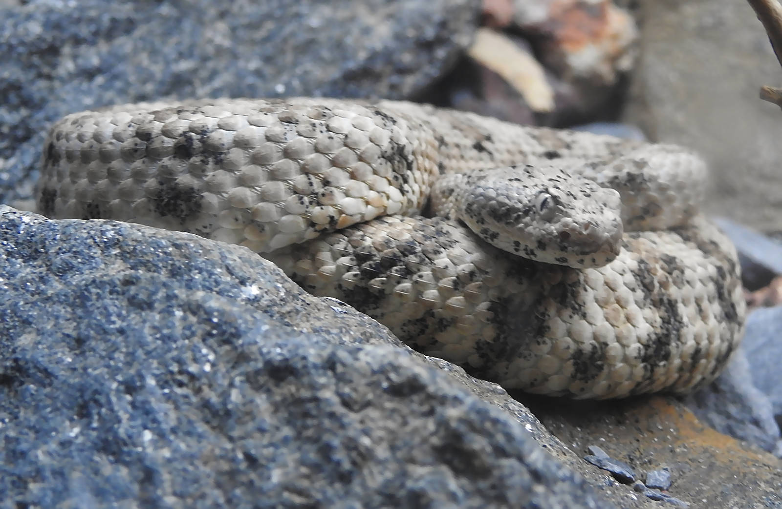 Speckled Rattlesnake