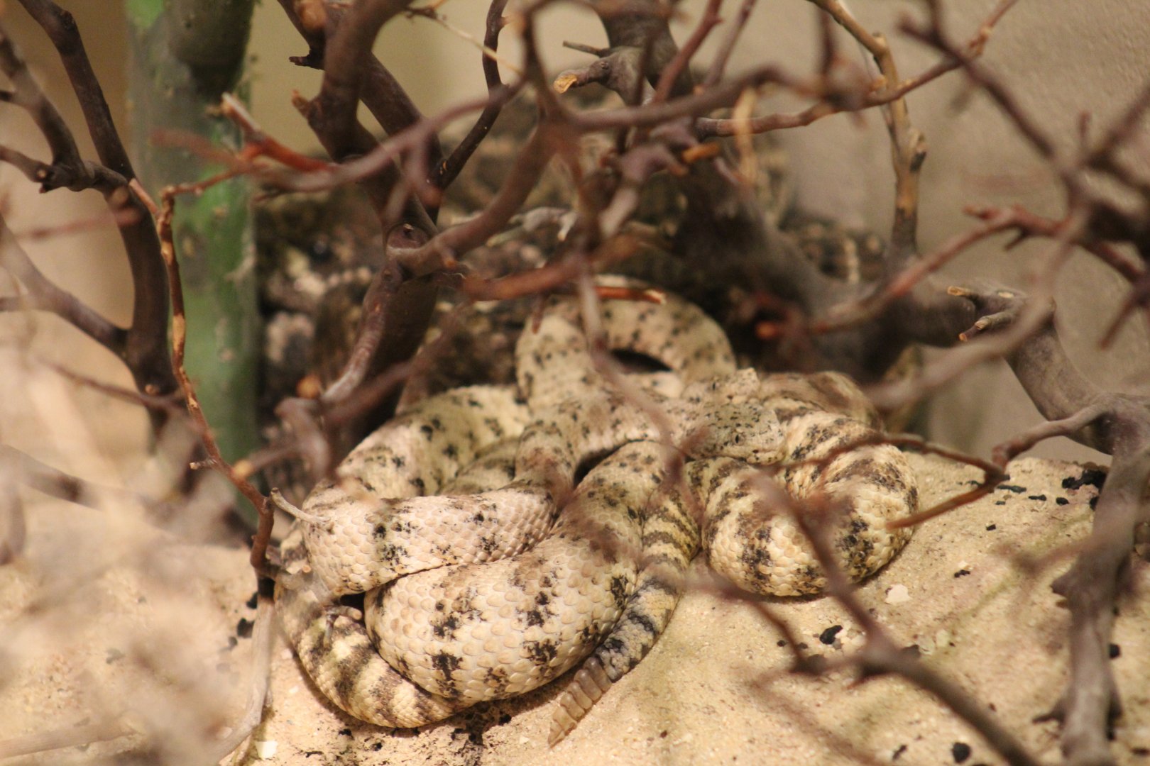 Speckled Rattlesnake