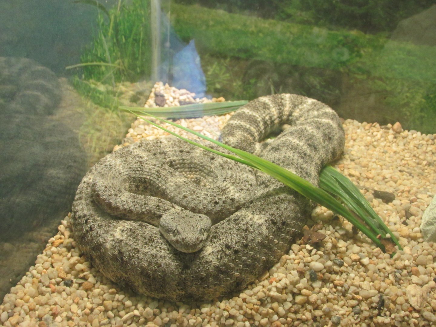 speckled rattlesnake
