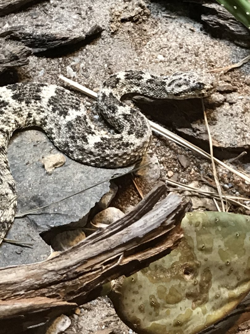 Speckled rattlesnake