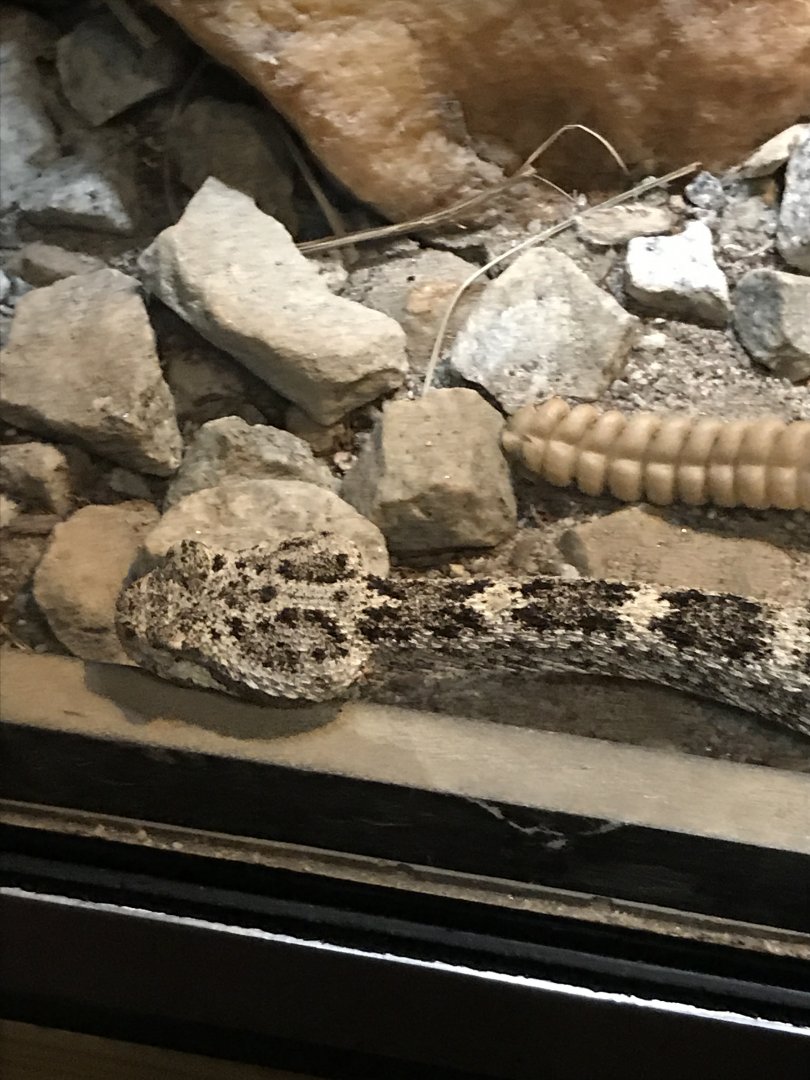 Speckled rattlesnake